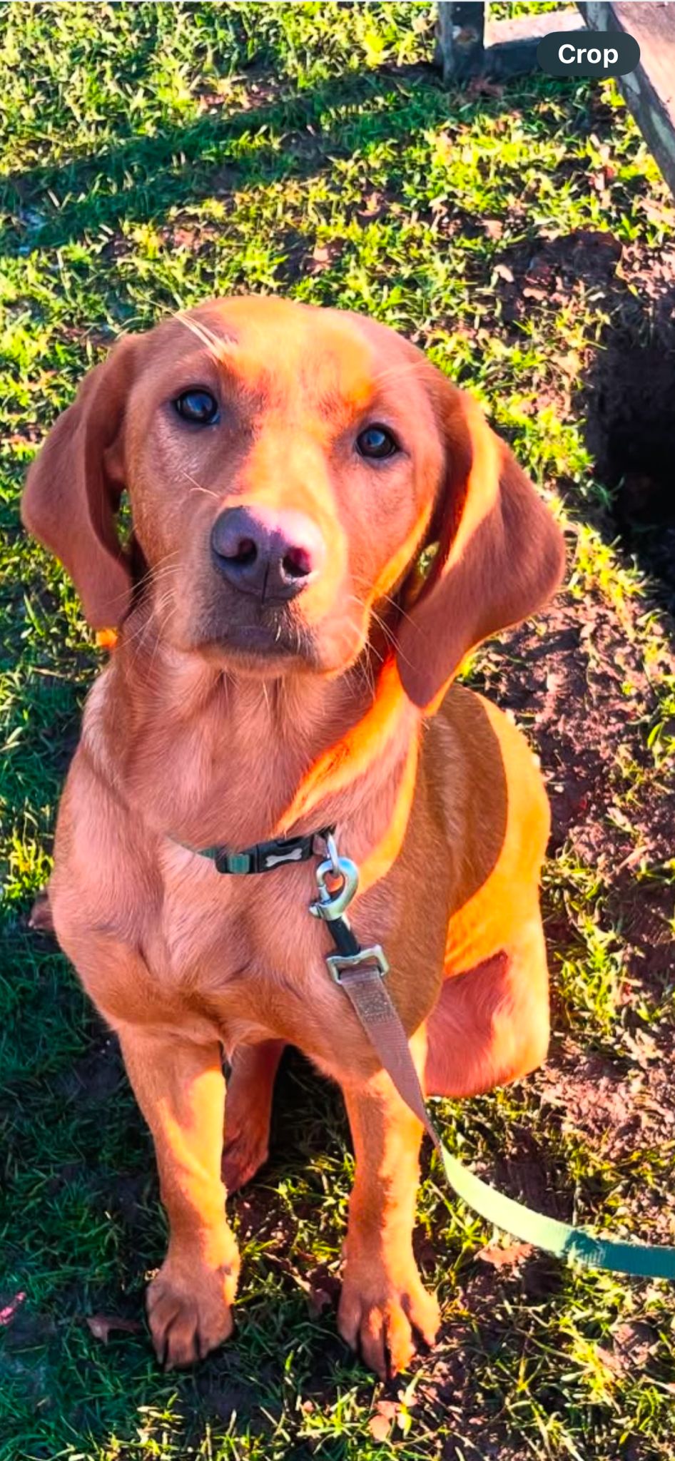 Ava, the salon mascot at Salon 64 Dereham